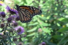 Monarch Butterfly