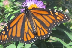 Monarch close-up
