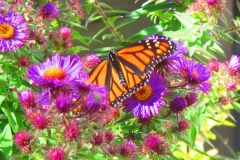 Monarch on flowers