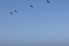 Santa Cruz Island