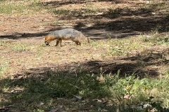 Santa Cruz Island wildlife