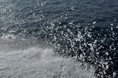 Santa Cruz Island ocean wildlife