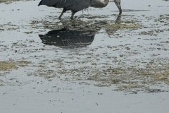 UCSB Lagoon wildlife