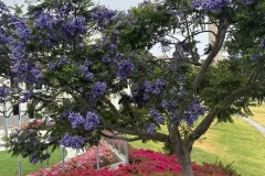 UCSB Lagoon flora