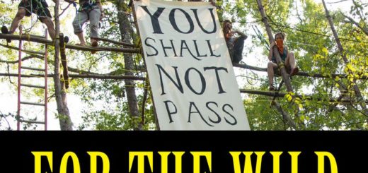 For the Wild cover excerpt