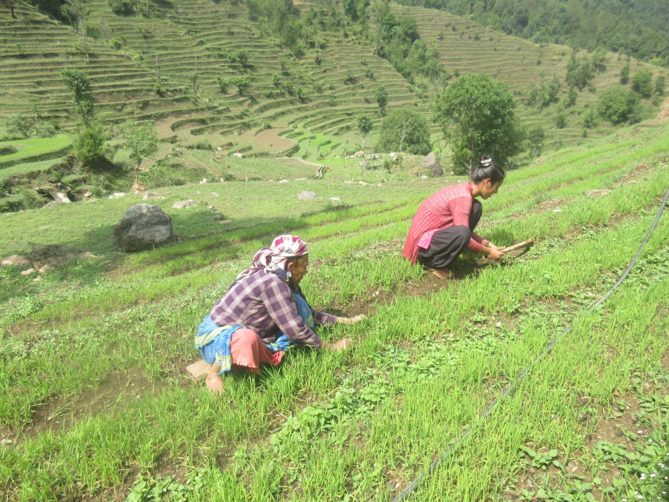 Women weeding upland rice paddies in Mallikarjun
