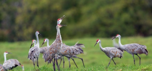 Sandhill Crane by Lorie Shaull