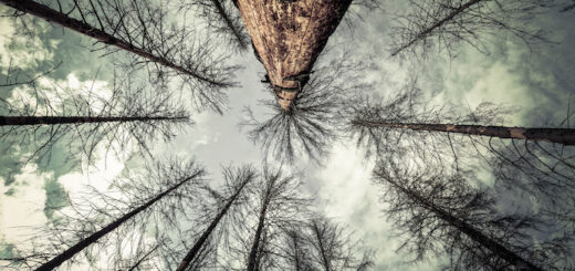 Dying Spruce trees. Image: Steffen Schobel/Flickr (CC BY-NC-ND 2.0)