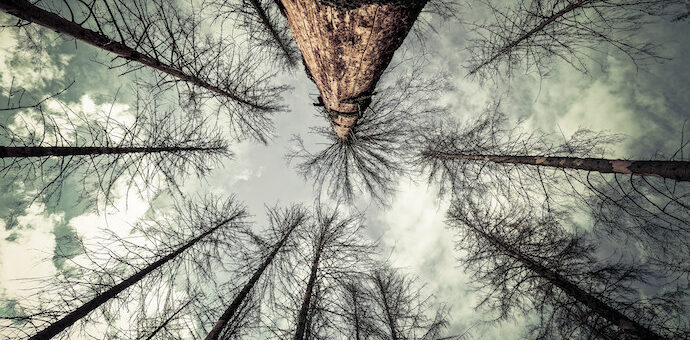 Dying Spruce trees. Image: Steffen Schobel/Flickr (CC BY-NC-ND 2.0)