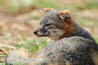 Island Fox