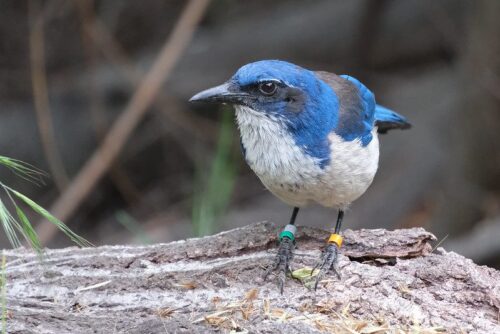 Island Scrub-Jay