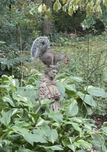 Canticle of the Squirrel,” photo © by Lucas F. Johnston